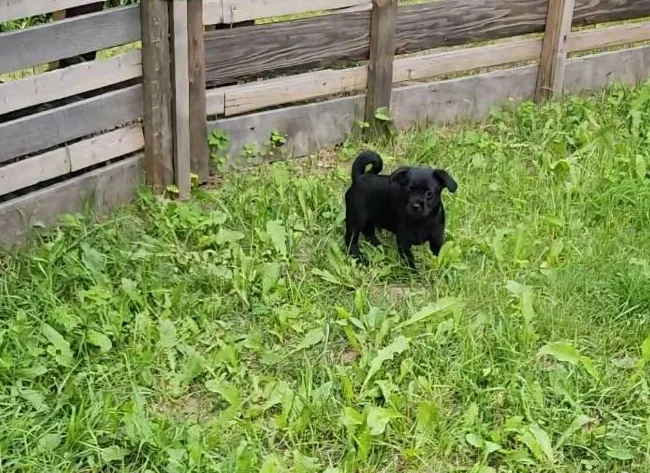 Caniche toys croisé avec pug thumbnail 5