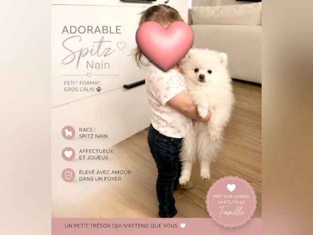 chiot poméranien loulou