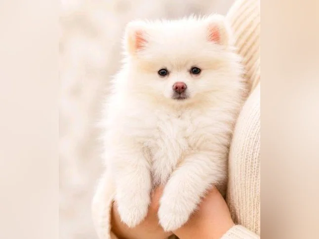chiot poméranien loulou thumbnail 3