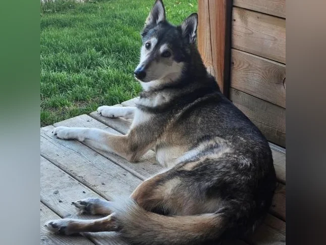 Belle husky croisé qui a besoin d'une bonne maison thumbnail 8