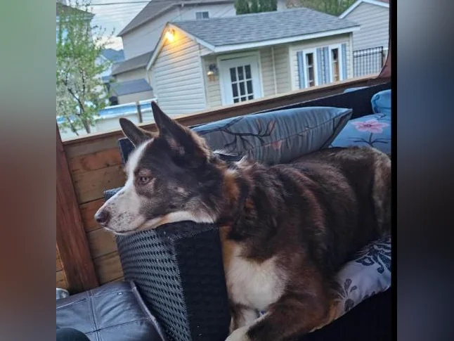 Belle husky croisé qui a besoin d'une bonne maison thumbnail 3