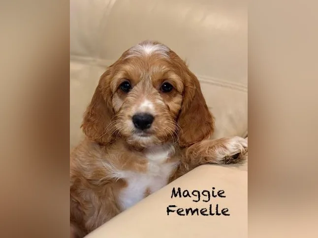 CHIOTS COCKAPOOS F1 PUPPIES -MICROPUCÉS