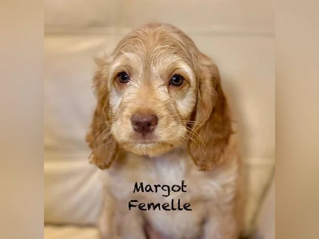 CHIOTS COCKAPOOS F1 PUPPIES -MICROPUCÉS thumbnail 6