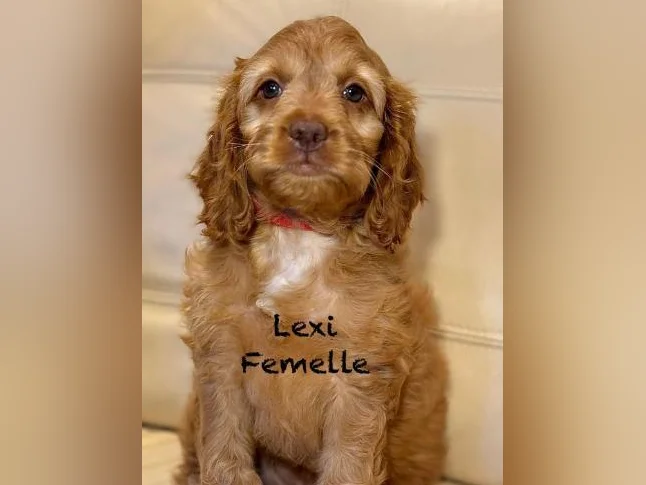 CHIOTS COCKAPOOS F1 PUPPIES -MICROPUCÉS thumbnail 8