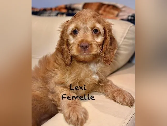 CHIOTS COCKAPOOS F1 PUPPIES -MICROPUCÉS thumbnail 7