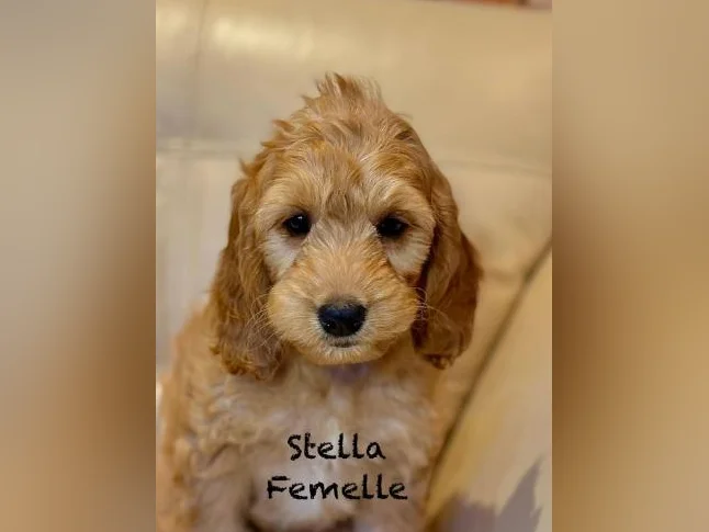 CHIOTS COCKAPOOS F1 PUPPIES -MICROPUCÉS thumbnail 3
