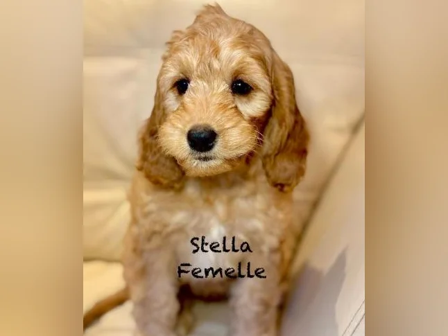 CHIOTS COCKAPOOS F1 PUPPIES -MICROPUCÉS thumbnail 4