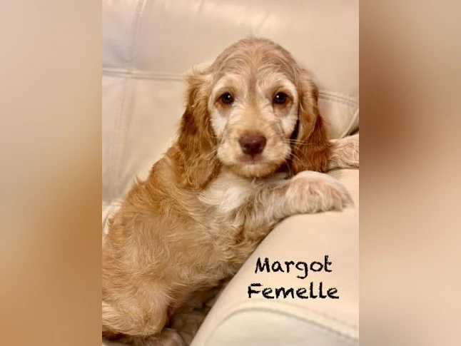 CHIOTS COCKAPOOS F1 PUPPIES -MICROPUCÉS thumbnail 5