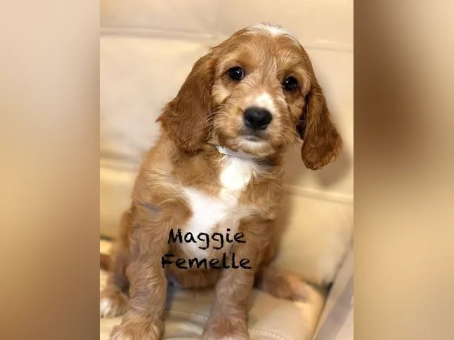 CHIOTS COCKAPOOS F1 PUPPIES -MICROPUCÉS thumbnail 2