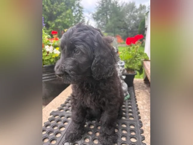 Magnifique portée de Goldendoodle thumbnail 4