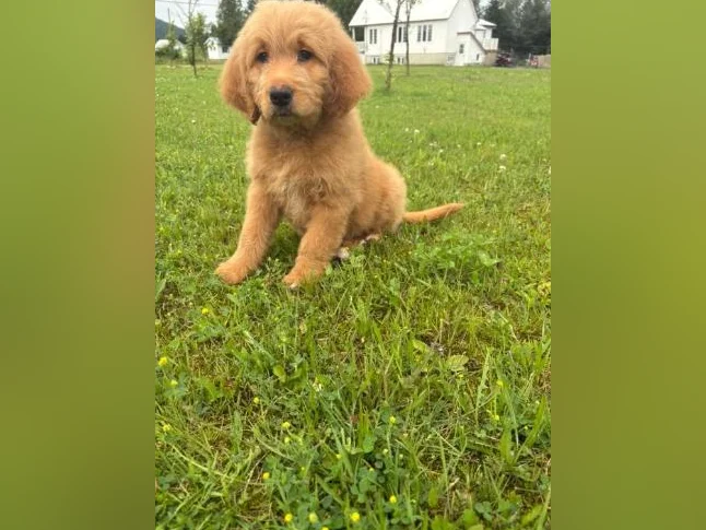 Magnifique portée de Goldendoodle