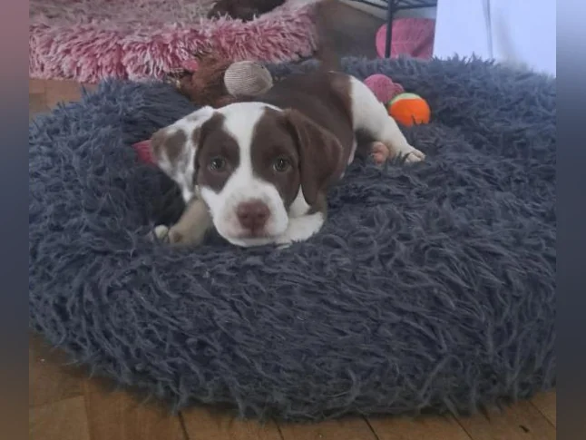 Chiot labrador dalmatien mâle thumbnail 6