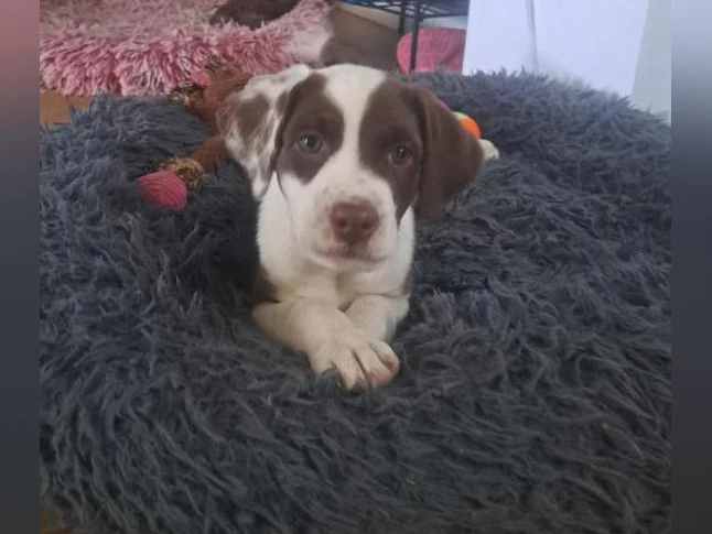 Chiot labrador dalmatien mâle