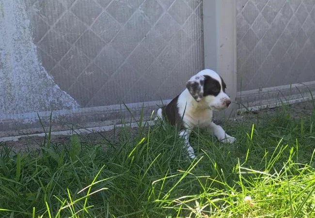 Chiot labrador dalmatien mâle thumbnail 3