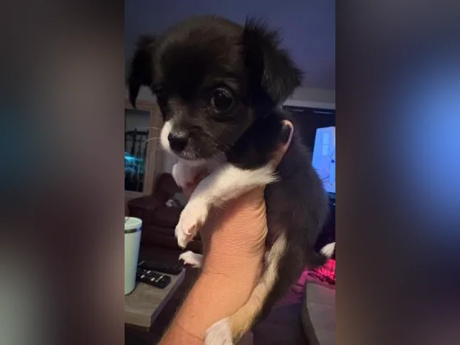Chihuahua poil long