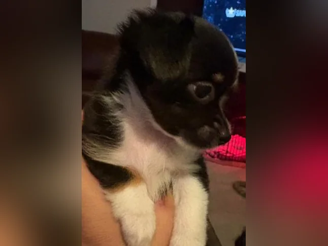 Chihuahua poil long thumbnail 6