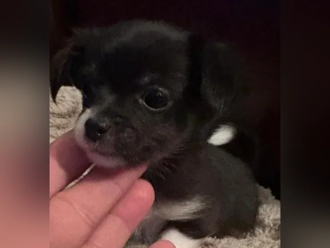 Chihuahua poil long thumbnail 2