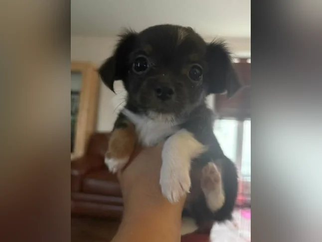 Chihuahua poil long thumbnail 7