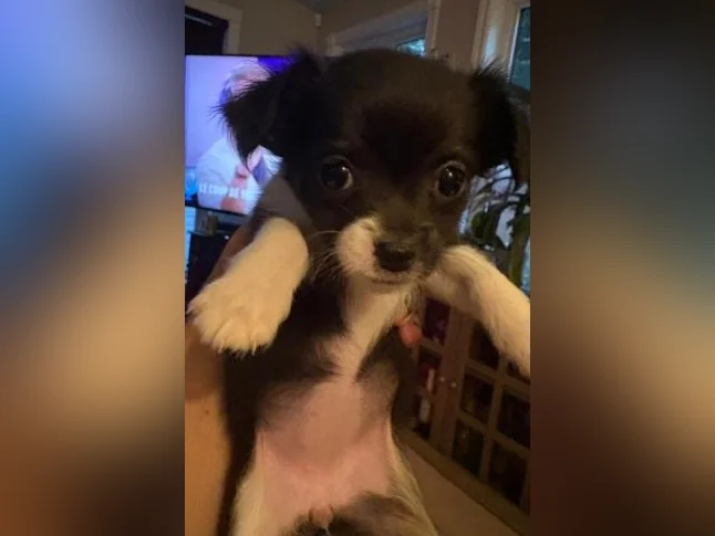 Chihuahua poil long thumbnail 3
