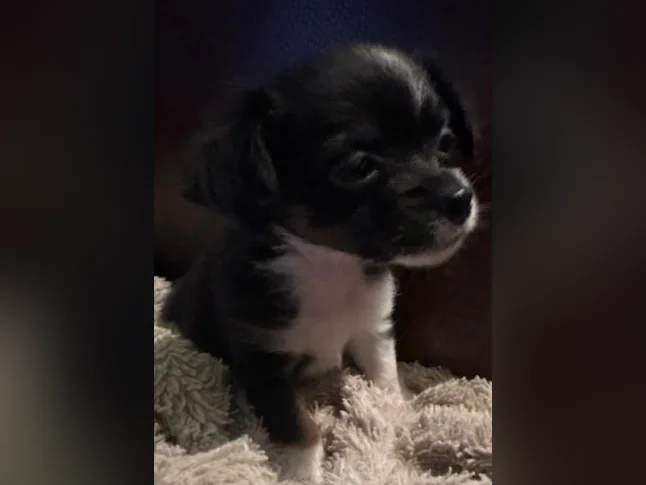 Chihuahua poil long thumbnail 5