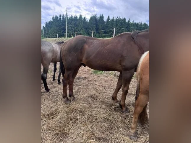 Cheval Quarter Horse thumbnail 3