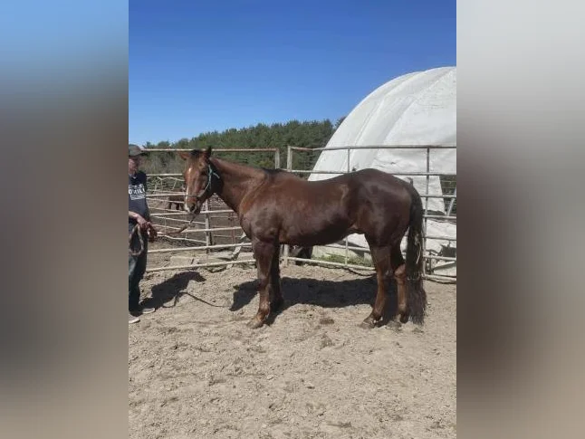 Cheval Quarter Horse