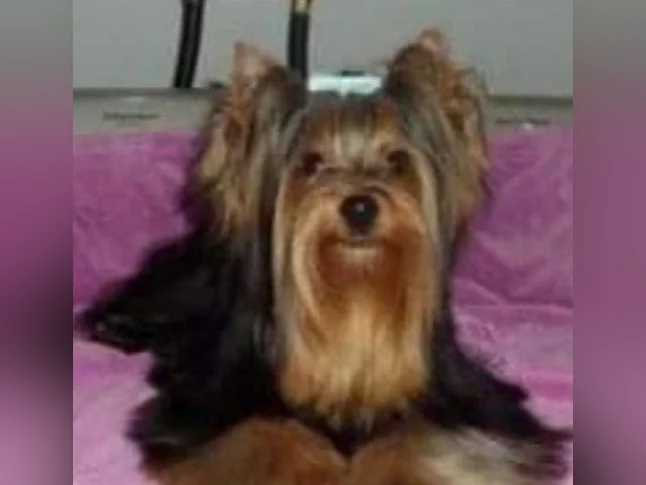Chiots Yorshire ( Naissance prévu pour fin Juin thumbnail 2