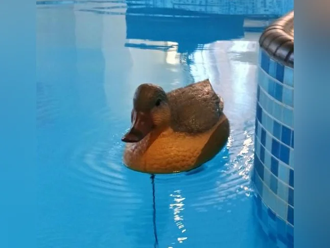 Appelant Canard thumbnail 2