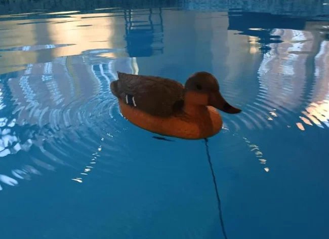 Appelant Canard thumbnail 3