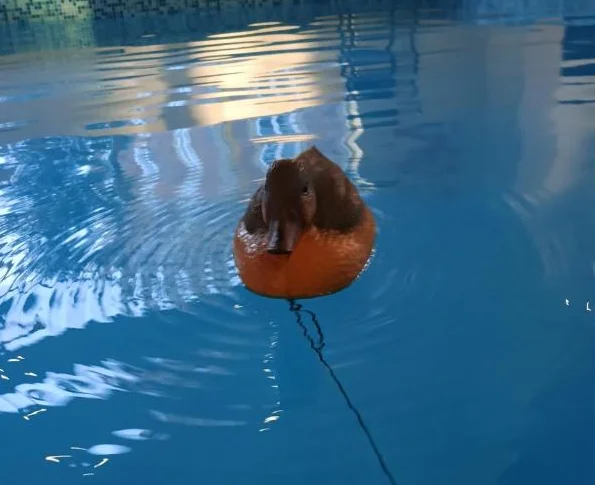 Appelant Canard thumbnail 4