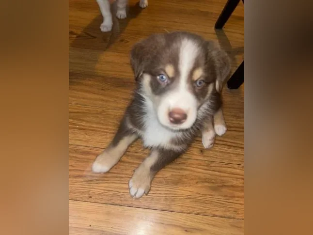Chiots berger australien x husky sibérien