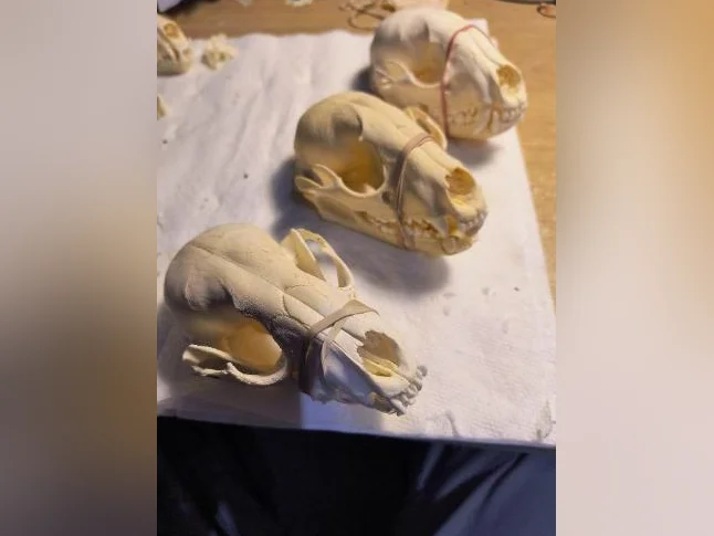 Crânes de ratons laveurs thumbnail 3