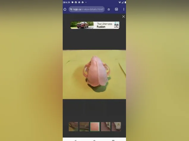 Crânes de ratons laveurs thumbnail 4
