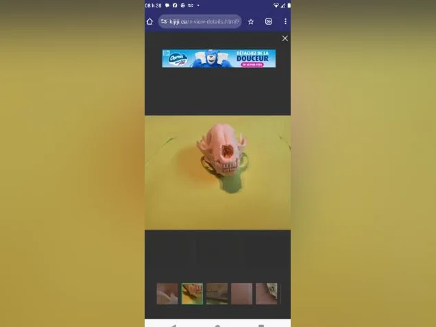 Crânes de ratons laveurs thumbnail 6
