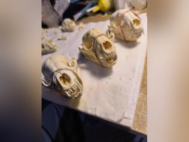 Crânes de ratons laveurs