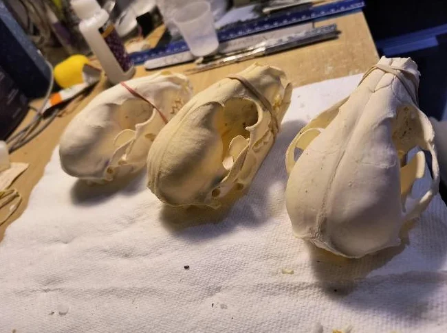 Crânes de ratons laveurs thumbnail 2