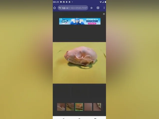 Crânes de ratons laveurs thumbnail 5