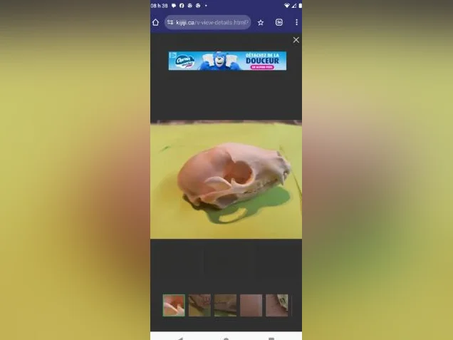 Crânes de ratons laveurs thumbnail 7