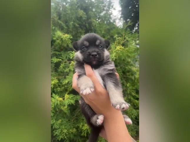 Pomsky Miniature F3 thumbnail 2
