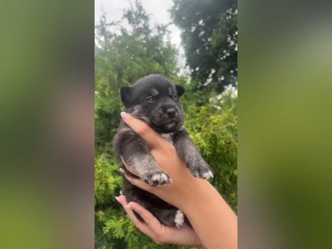 Pomsky Miniature F3 thumbnail 4