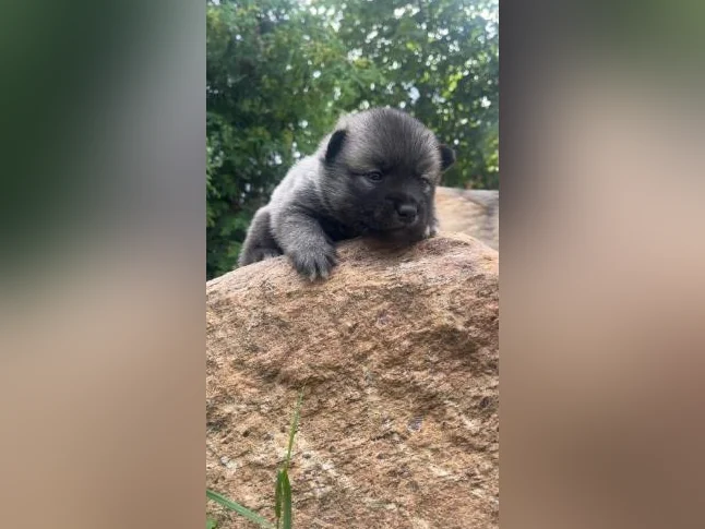 Pomsky Miniature F3