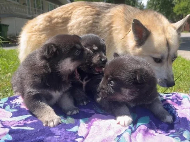 Pomsky Miniature F3 thumbnail 5