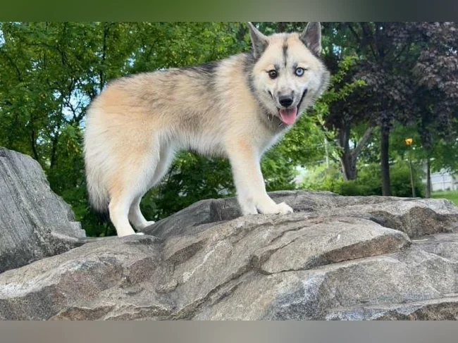 Pomsky Miniature F3 thumbnail 6