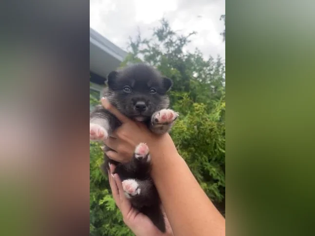 Pomsky Miniature F3 thumbnail 3