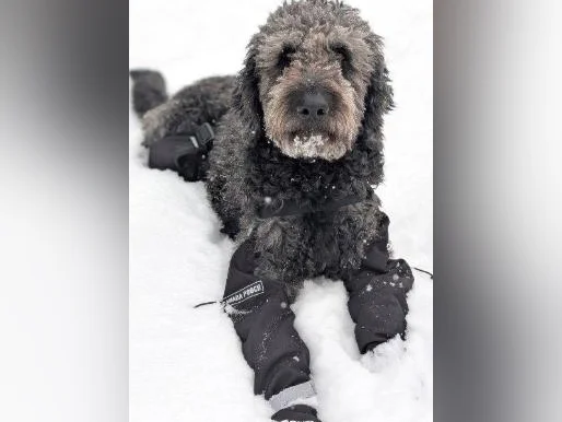 Réservation Chiots Goldendoodle thumbnail 2