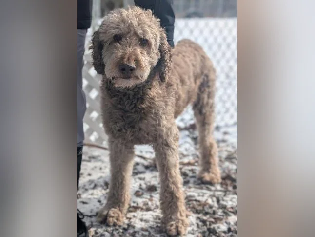 Réservation Chiots Goldendoodle thumbnail 3
