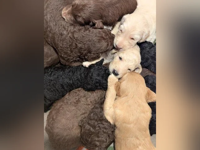 Réservation Chiots Goldendoodle