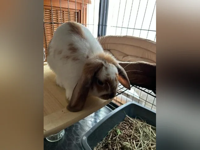 Lapine à donner!