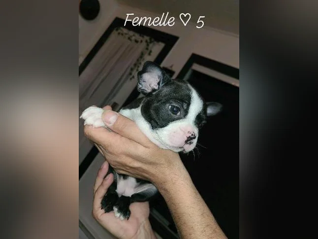 Frenchtons 9 Puppies  🐾  Réservations Disponibles 5🩷🐾4🩵 thumbnail 9