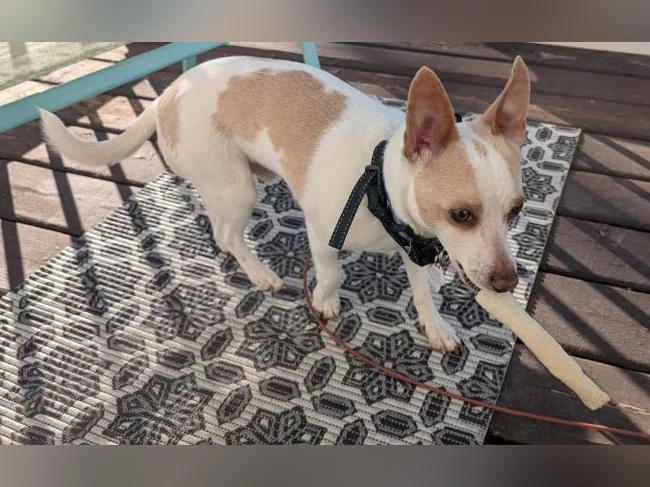 Chien à vendre Je m'appelle Franky je recherche une nouvelle famille j'ai 15 mois thumbnail 3